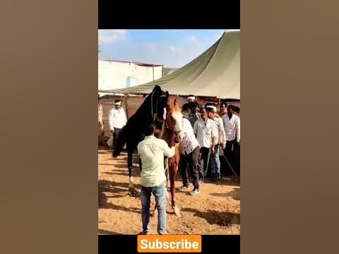 horse mating close up। horse sex। #wildlife - YouTube
