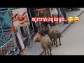 Funny យូរៗបានចូលម្ដង😂