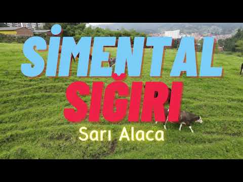 Simental Sığırı (Sarı Alaca) Genel Özellikleri Nelerdir?