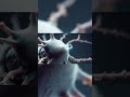 THE BRAIN: THE SUPRACHIASMATIC NUCLEUS ACTION POTENTIAL THAT COMMANDS AWAKENING AT 05:59:58