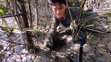 Bắt Cua Biển Và Dọp Trong Rừng Sác Cần Giờ Tập 7 # Catch Crabs