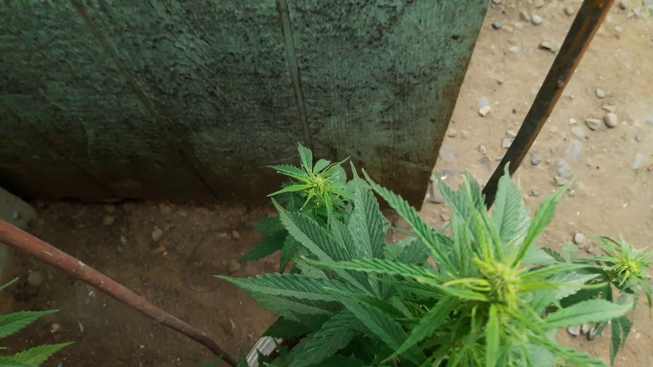 Dutch passion shaman x automazar cultivo en exterior