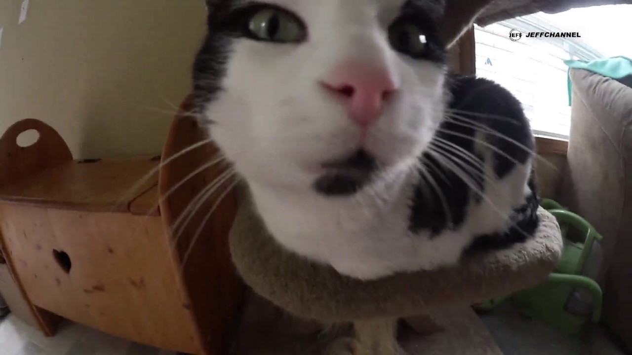 Cat thrown in water YouTube