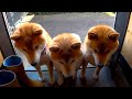 2025年10月12日(日) キャベツが好きすぎて裏口に並ぶ柴犬の親子【キャベべワン】