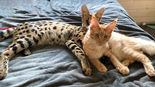 SERVAL AND MELISSA BECAME FRIENDS / Fearless Meowrizio became interested in the Puma