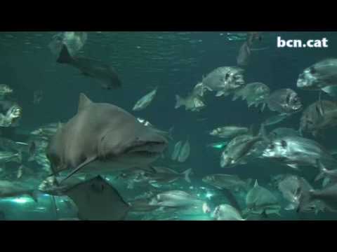 Vídeo: Els taurons iridescents tenen dents?