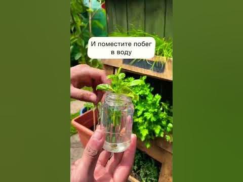 Выращиваем витамины дома 🌿 #сад #горшок #огород #дача #базилик # ...