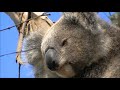 Koala Infancy ~ Australian Koalas