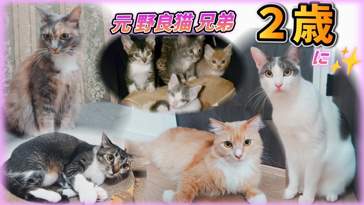 ガリガリ猫が命懸けで守った元野良猫兄弟、無事に成猫(2歳)に成長しま