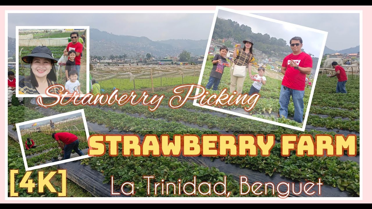 Strawberry Picking in Baguio│Strawberry Farm│La Trinidad, Benguet│Pasyal Tayo 2023│Tourist spots