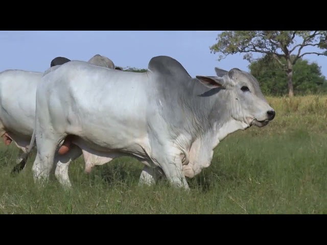 BATERIA 01   2924 2943 6107 2973 mp4