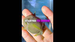 Famous This Strange Creature TURNED Into a Cute Frog 🐸❤️ #usa Wealth