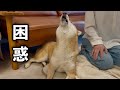 いつもと違うルーティンに戸惑い遠吠えする柴犬