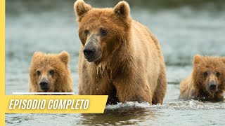 Tras las huellas de los osos: Un viaje a la naturaleza | Episodio Completo