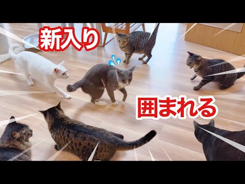ねこまるけ / Full of cats - YouTube