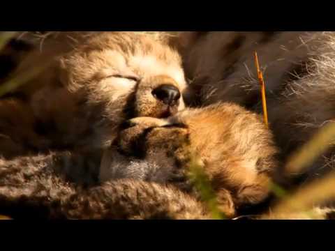 new!-african-cats---movie-trailer-(2011)-"official-trailer"