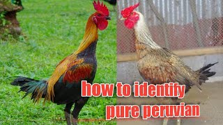 HOW TO IDENTIFY PURE PERUVIAN