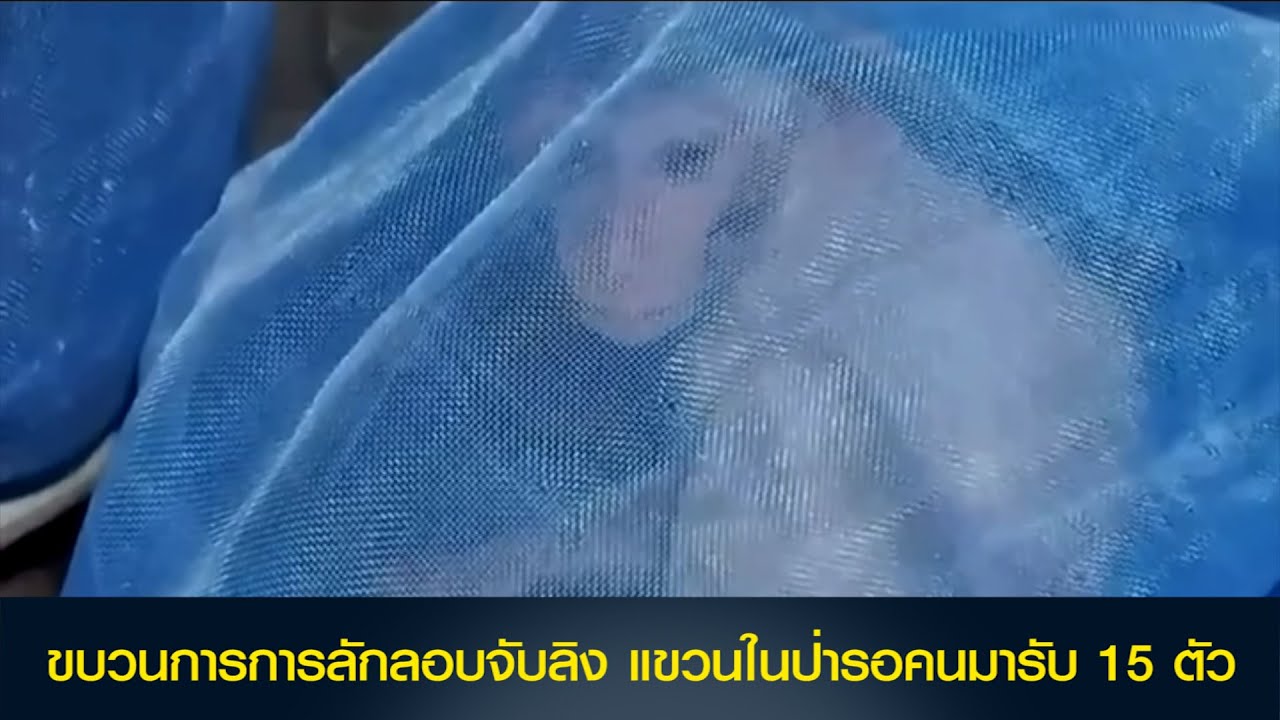 ชาวบ้านพบการลักลอบจับลิง แขวนในป่ารอคนมารับ 15 ตัว