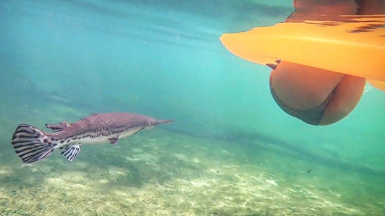 Blue Springs and I got Sharked! YouTube