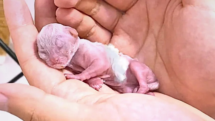 A barely breathing newborn premature kitten miraculously grew up under a man's loving care.