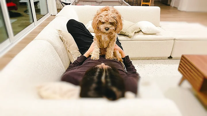 My Dog Wants To Play Till Im Exhausted