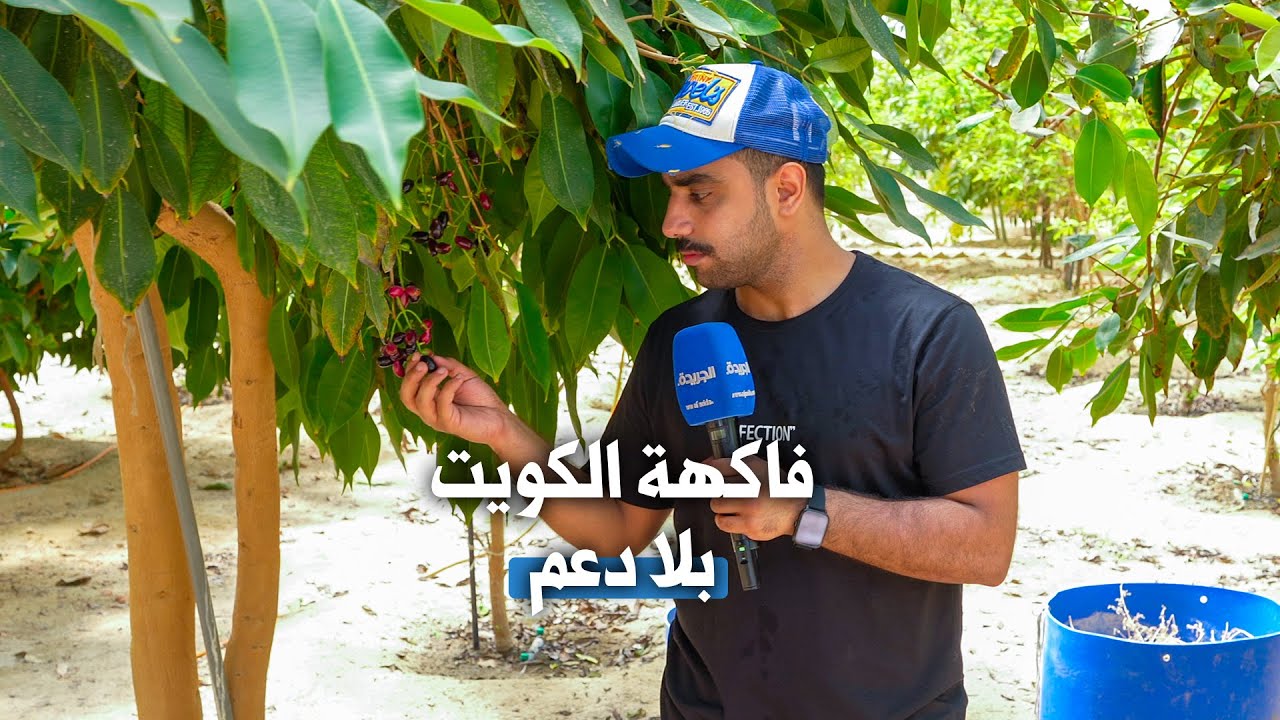 فاكهة الكويت.. بلا دعم