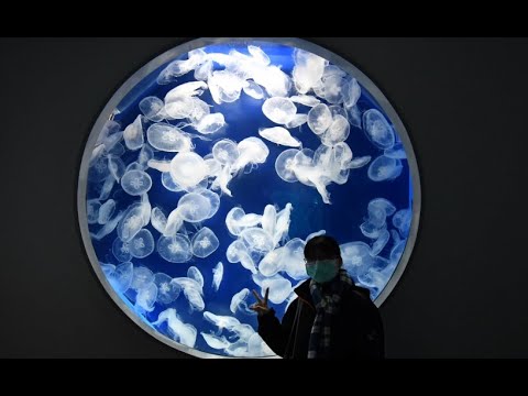 桃園青埔 Xpark 水族館水生公園評價旅遊景點 | 癒見水母、企鵝奇遇、寒帶行凍、雨林探險