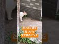 子猫『親父にもぶたれたことないのに...』