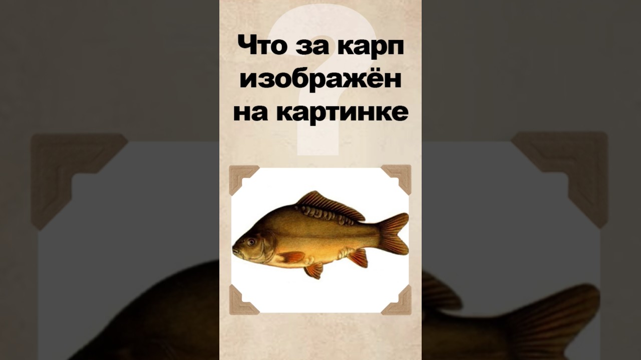 Что за карп изображён на картинке?