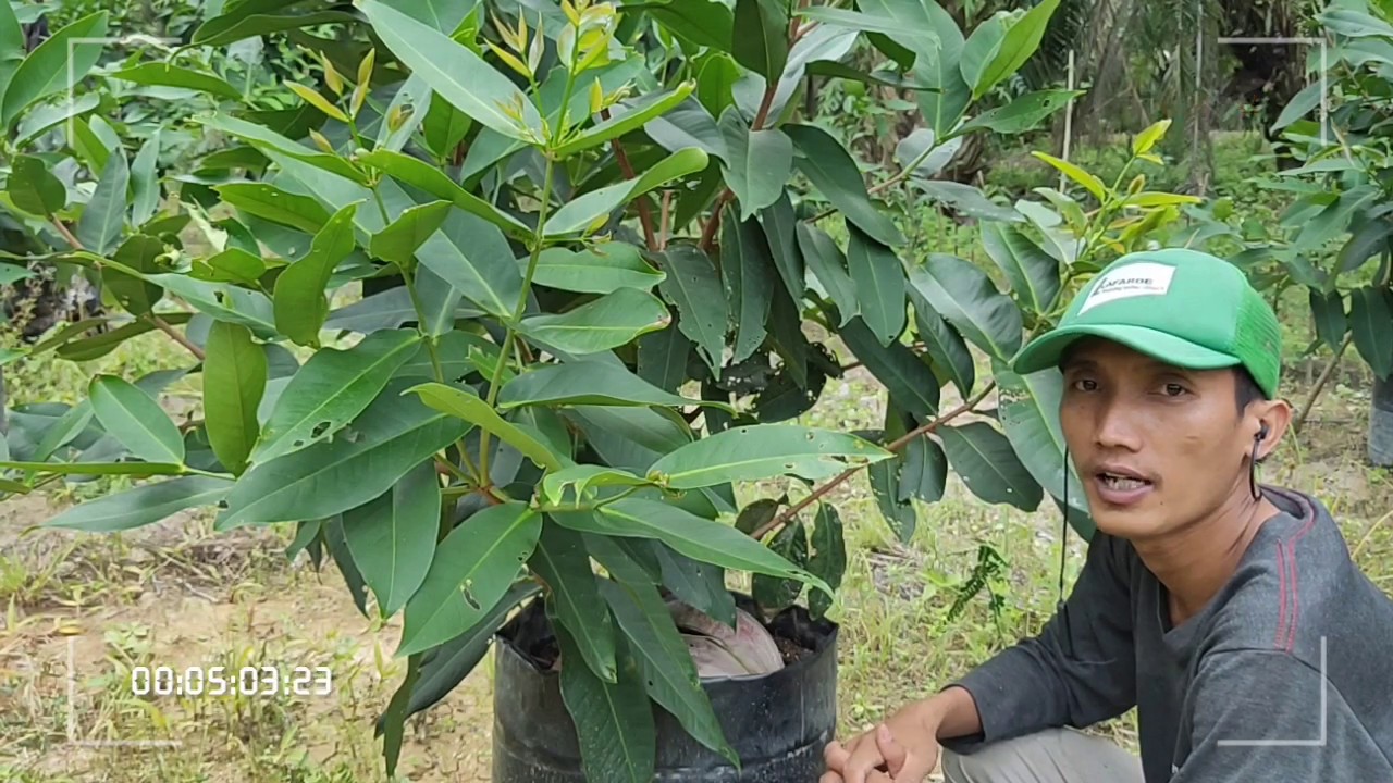 Cara pupuk jambu madu agar cepat buah