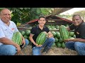 Cosecha de sandia | Variedad Sunsugar | Aprovechamiento de la tierra