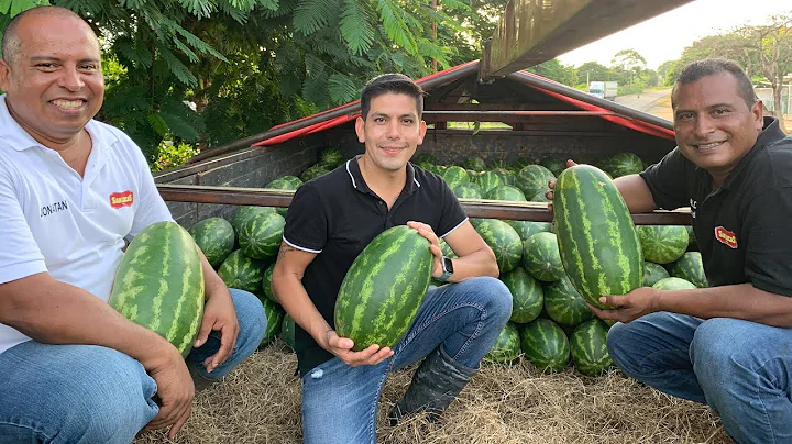 Cosecha de sandia | Variedad Sunsugar | Aprovechamiento de la tierra