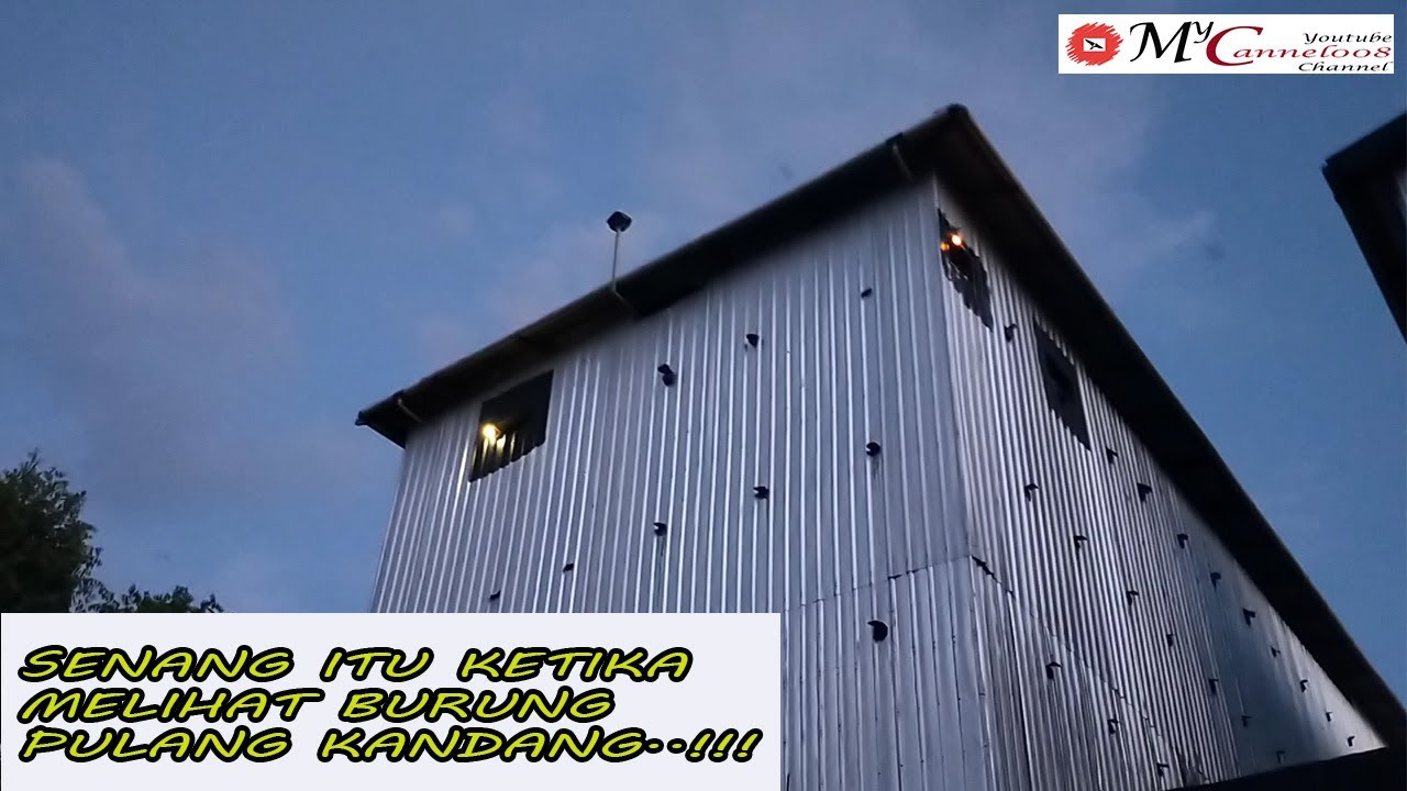 Burung Walet Saat Pulang#cara agar walet cepat bersarang#Walet Burung