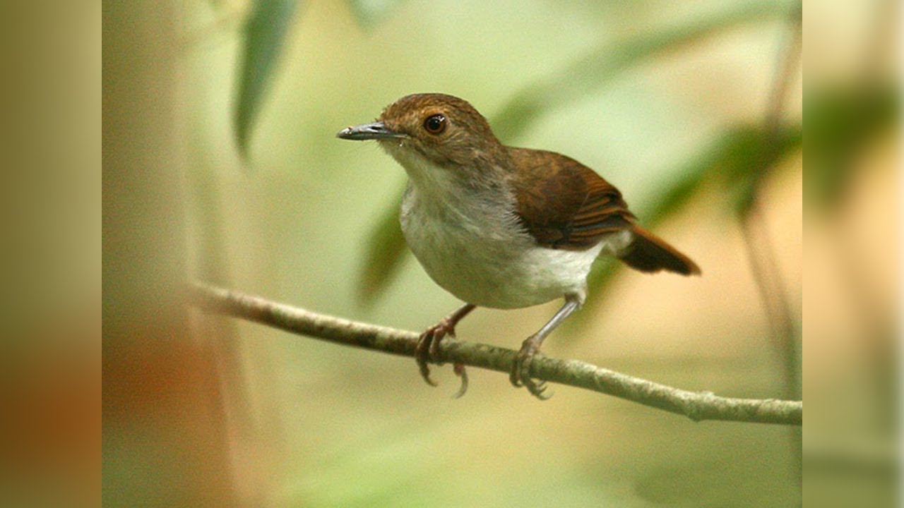 32 Gambar Burung Berwarna Hitam Putih Hitamputih44