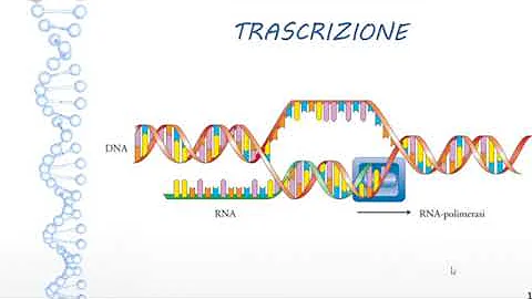 Dove si trova l'RNA ribosomiale?