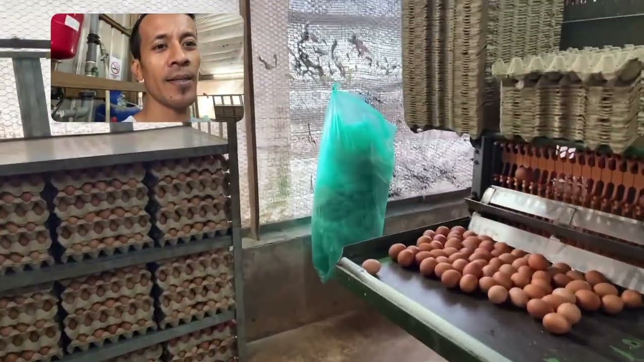 AYAM UDAH TUA ‼️ TELUR UDA MENURUN 