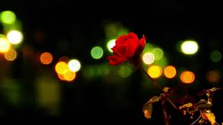 live wallpaper free , City lights, flower, glow, people movement Hd