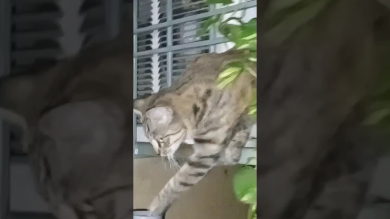 Cat Fun #cat #cute #kitten #animals #anmals #cuteanimal #cutecat #cutepet #prettycat #meow