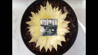 Dexter Gordon - Coppin' The Haven ((kennydrew))