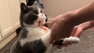 Who said cats can’t be trained