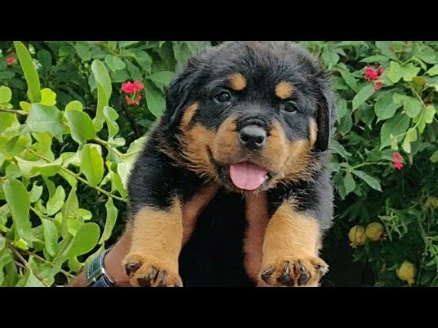 Love Trust From Patna Bihar Buy Rottweiler Puppy 9896504757