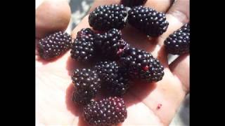 Santo Domingo Roayaga