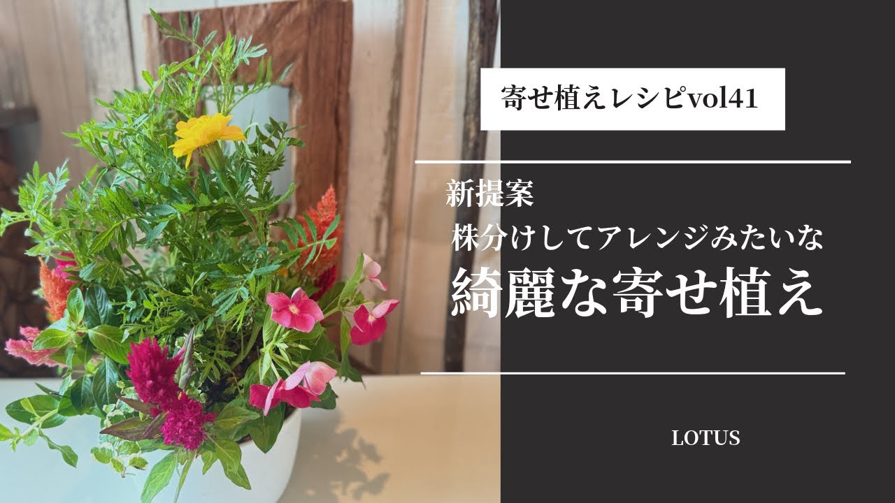 新提案 株分けしてアレンジみたいな綺麗な寄せ植えを作ろう 寄せ植え