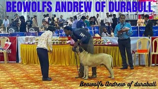 Beowolfs Andrew of Durabull @ madras kennel club show jan 24 & FCI show by Durabull kennel 67 views 3 months ago 41 seconds