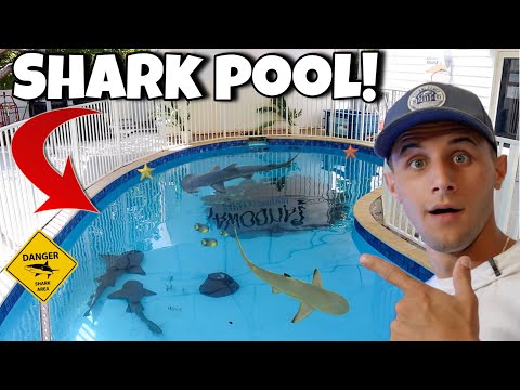 I Found A SWIMMING POOL With SHARKS!!