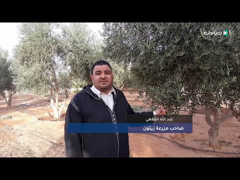 انطلاق موسم جني الزيتون في بني وليد