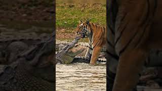 Tiger Vs Crocodile Video