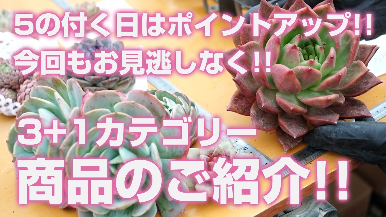 【多肉植物】5の付く日はポイントアップ!!3+1カテゴリー商品のご紹介!!今回もお見逃しなく!!【succulent】トロピカルガーデン