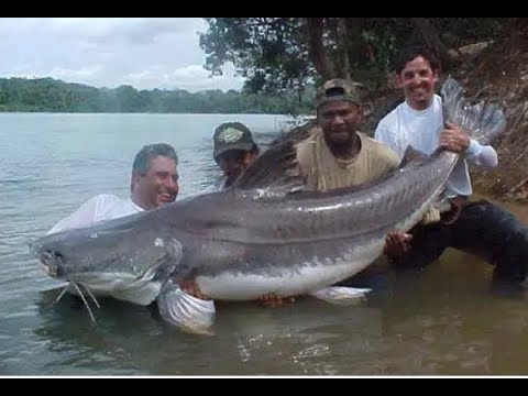 MANCING PAKAI UMPAN ROTI DAPAT IKAN PATIN BESAR