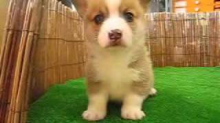 コーギーの珍しいミックス犬26種類を紹介 値段相場も調査 大人女子のライフマガジンpinky ピンキー コーギーの珍しいミックス犬26種類を紹介 値段相場も調査 大人女子のライフマガジンpinky ピンキー